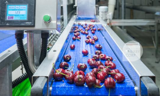 Cherry Packing Process Cherry Packhouse Operation | New Zealand Cherry Corp.